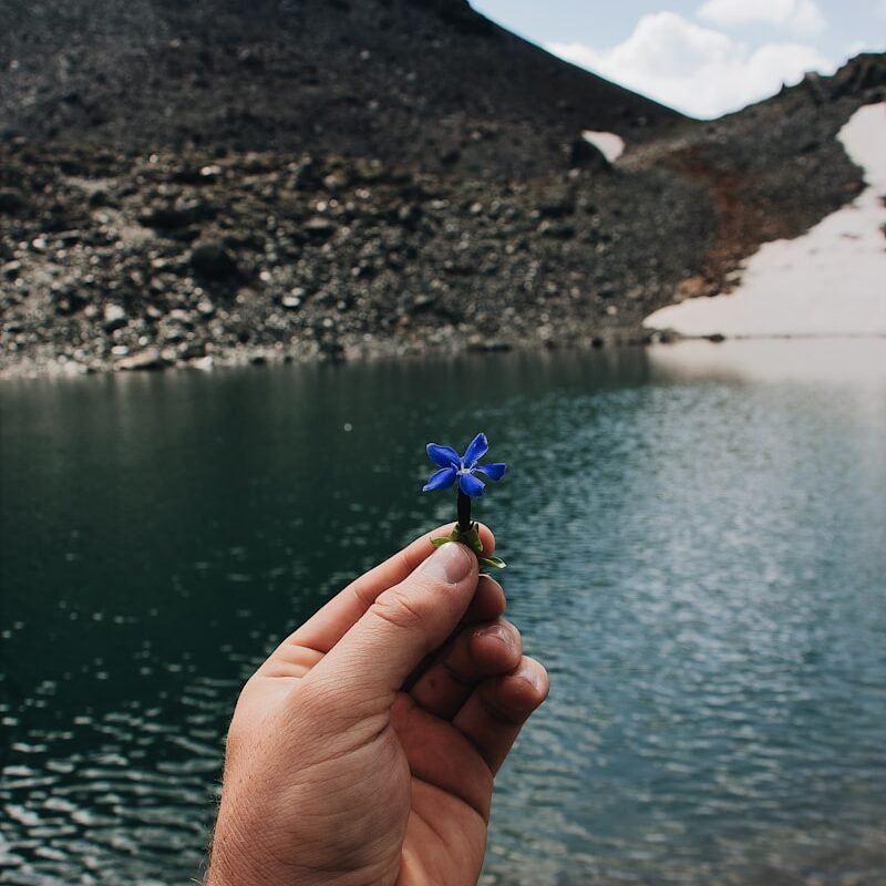 person holding blue petaled flower close-up photography