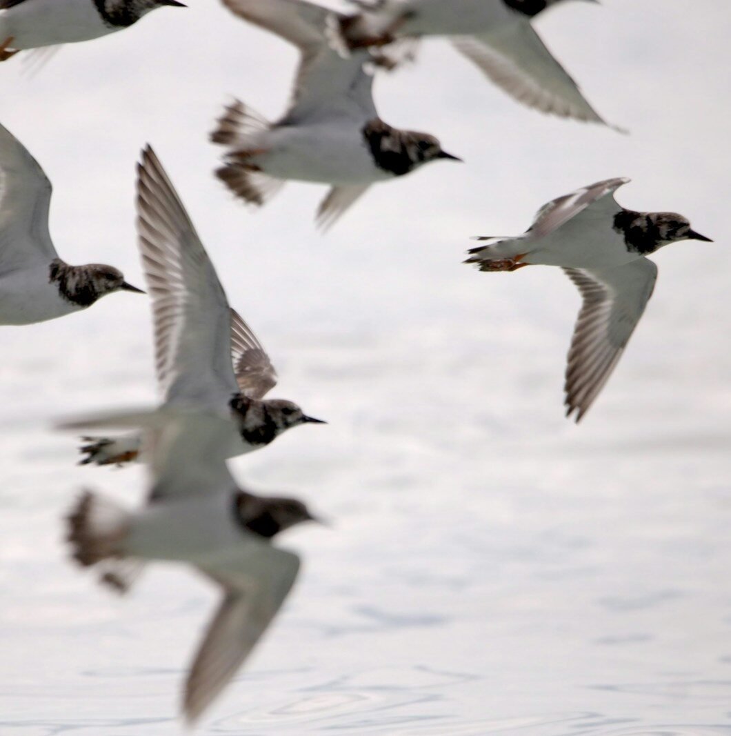 a flock of birds flying over a body of water